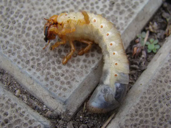 Личинка майского жука — стоковое фото