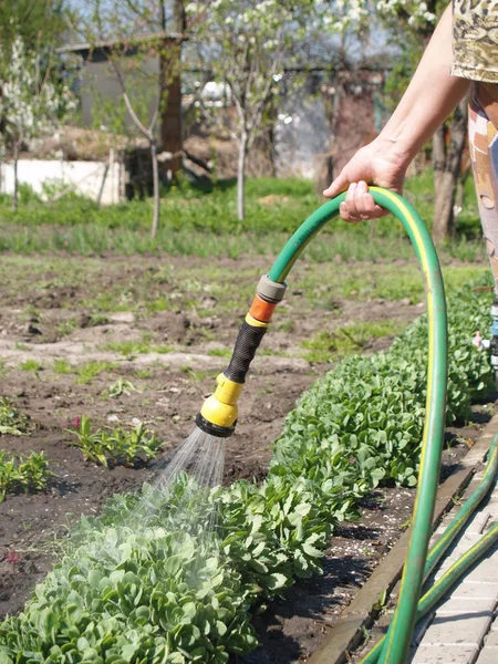 Mano regando el jardín — Foto de Stock