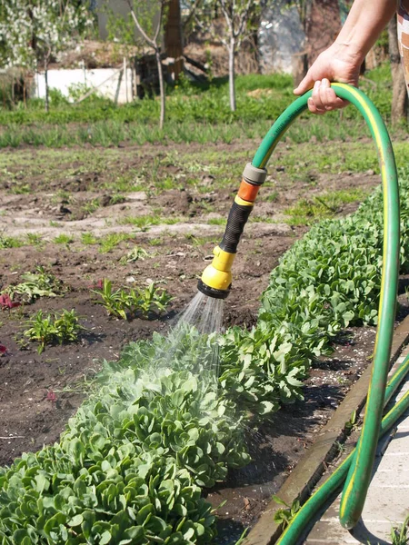 Hand wässert den Garten — Stockfoto