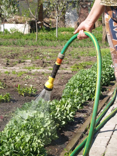 Ручной полив сада — стоковое фото
