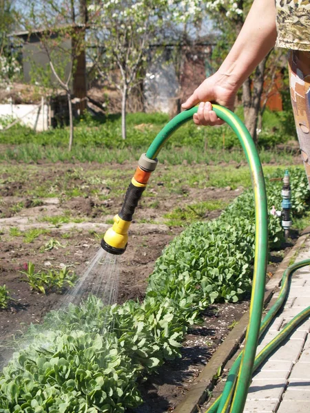 Mano regando el jardín — Foto de Stock