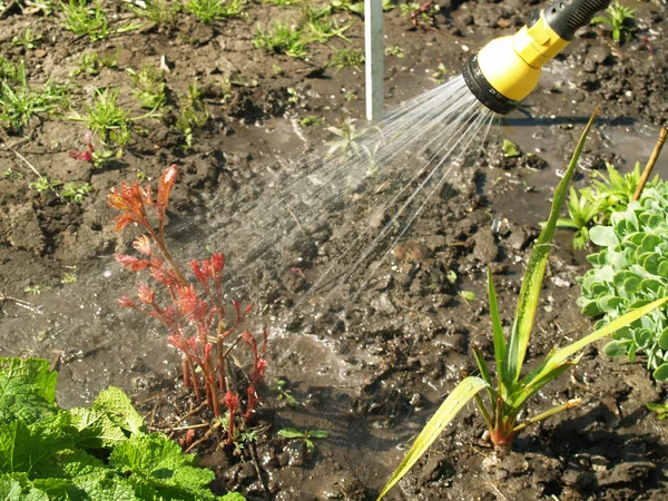 Ручной полив сада — стоковое фото