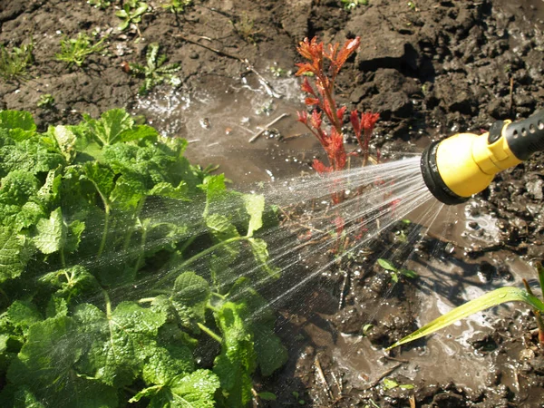 Hand wässert den Garten — Stockfoto