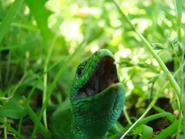 Lagarto verde close-up — Fotografia de Stock