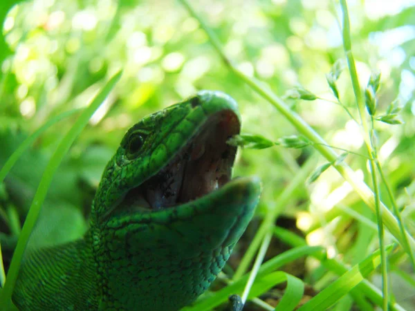 Зеленая ящерица крупным планом — стоковое фото