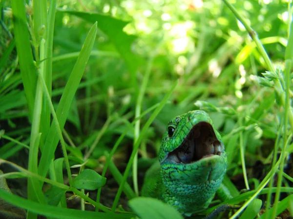 Зелена Ящірка Закри — стокове фото