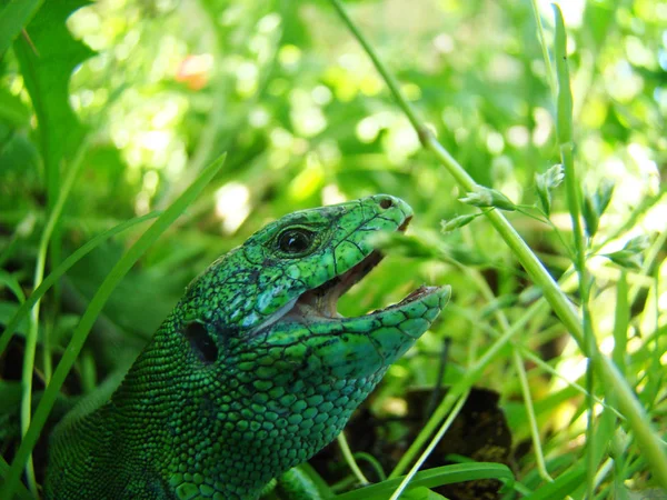Зеленая ящерица крупным планом — стоковое фото