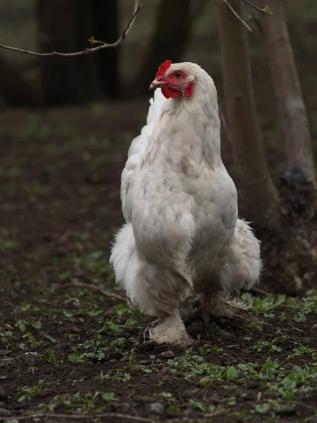 Gallina ponedora de pollo blanco —  Fotos de Stock