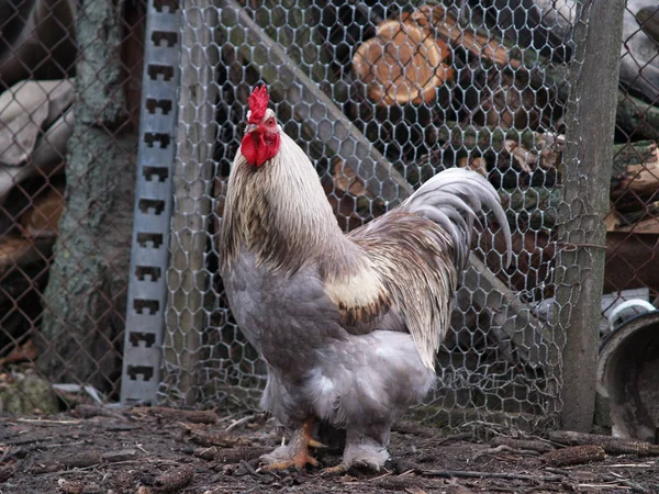 Gallina ponedora de pollo blanco —  Fotos de Stock