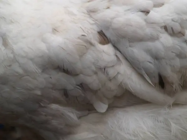 鶏の産卵鶏白 — ストック写真