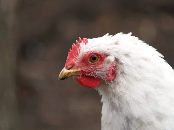 Chicken laying hen white — Stock Photo, Image