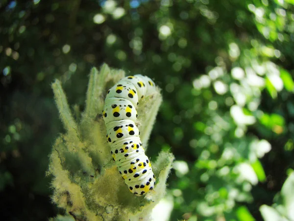 Caterpillar, stora, äta — Stockfoto