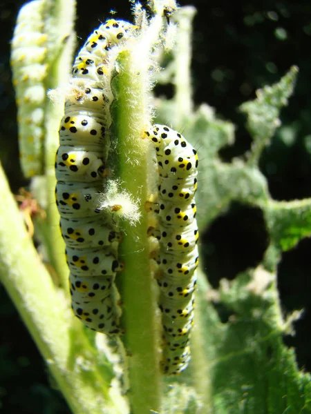 Caterpillar, stora, äta — Stockfoto