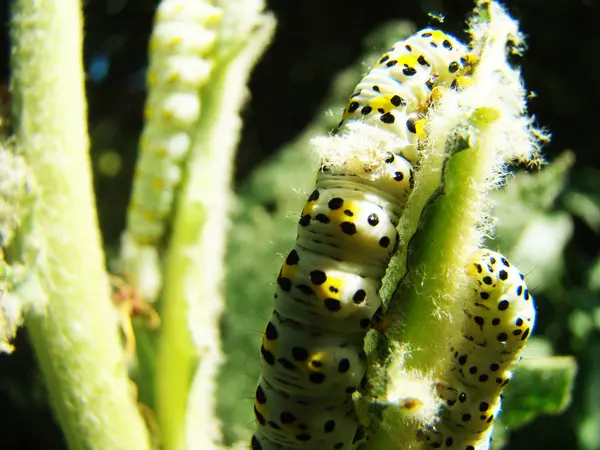 Oruga, grande, comer — Foto de Stock