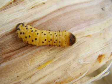 solucan böceği, bir böcek grub kabuğu böceği