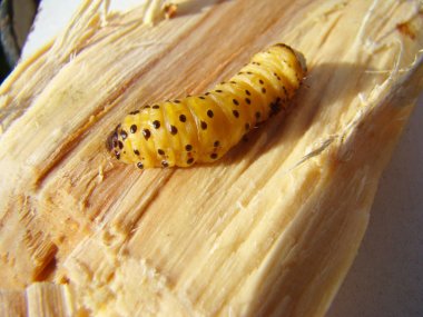 solucan böceği, bir böcek grub kabuğu böceği