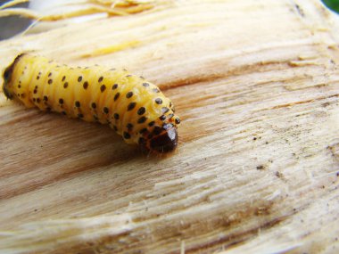 solucan böceği, bir böcek grub kabuğu böceği