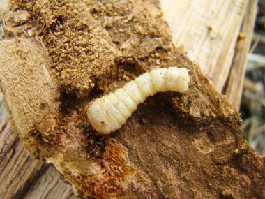 worm beetle,a beetle grub bark beetle clipart