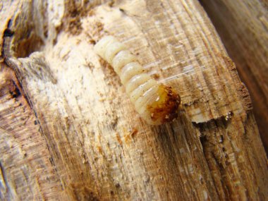 solucan böceği, bir böcek grub kabuğu böceği