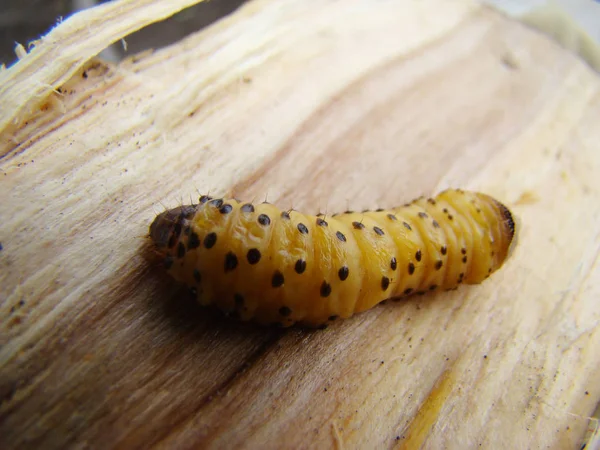 solucan böceği, bir böcek grub kabuğu böceği