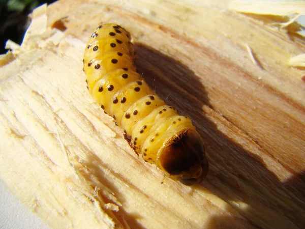 Besouro Verme Escaravelho Larva — Fotografia de Stock