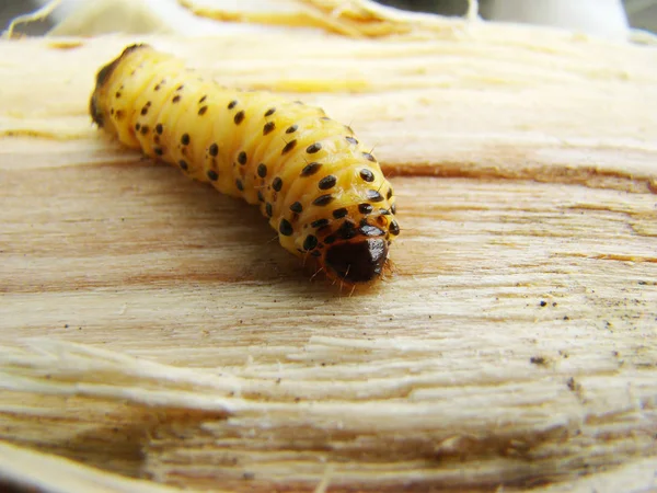 solucan böceği, bir böcek grub kabuğu böceği