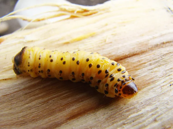 solucan böceği, bir böcek grub kabuğu böceği