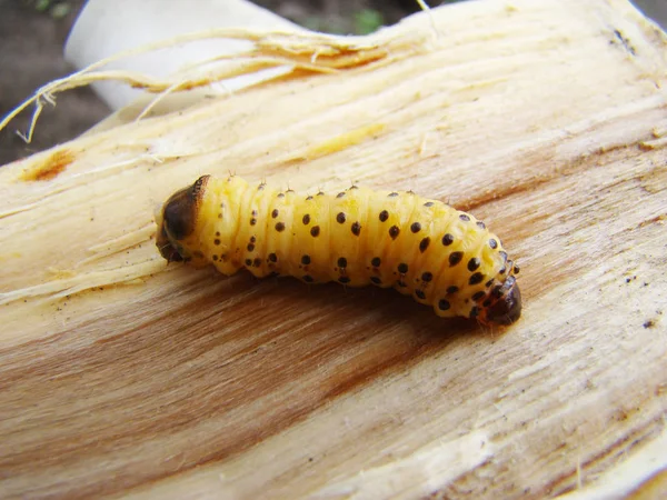 Besouro Verme Escaravelho Larva — Fotografia de Stock