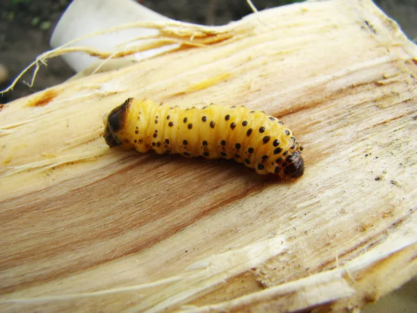 Escarabajo Gusano Escarabajo Corteza Larva Escarabajo —  Fotos de Stock