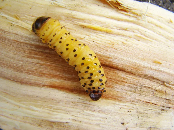 Worm Kever Een Kever Grub Schorskever — Stockfoto