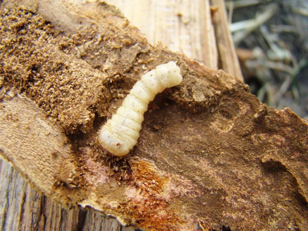 solucan böceği, bir böcek grub kabuğu böceği