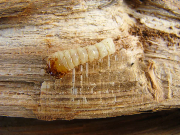 solucan böceği, bir böcek grub kabuğu böceği