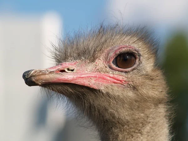 Primer plano avestruz —  Fotos de Stock
