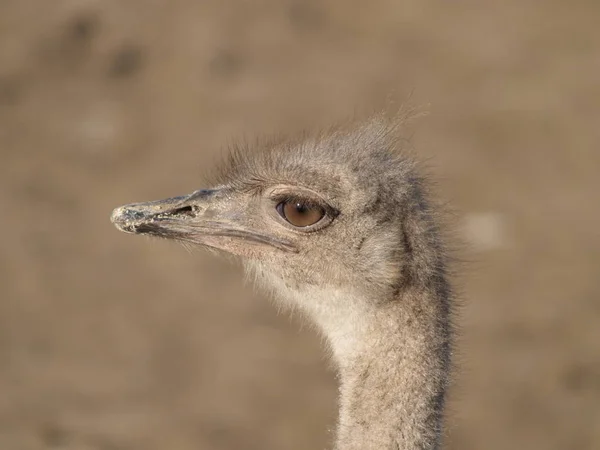 Strauß in Nahaufnahme — Stockfoto