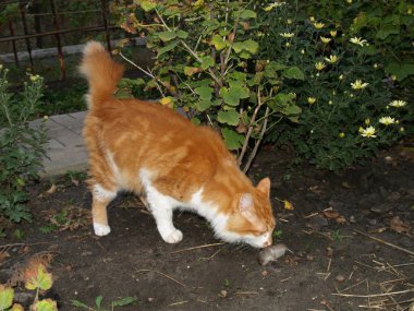 kedi fareyi yakaladı