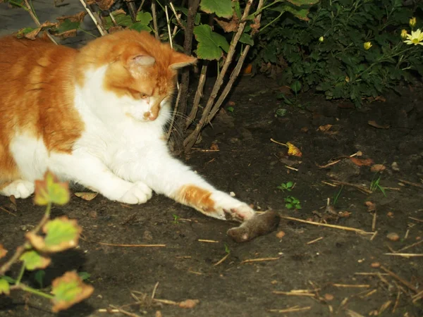 Kat gevangen een muis — Stockfoto