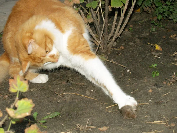 Kat gevangen een muis — Stockfoto