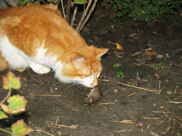 Chat attrapé une souris — Photo