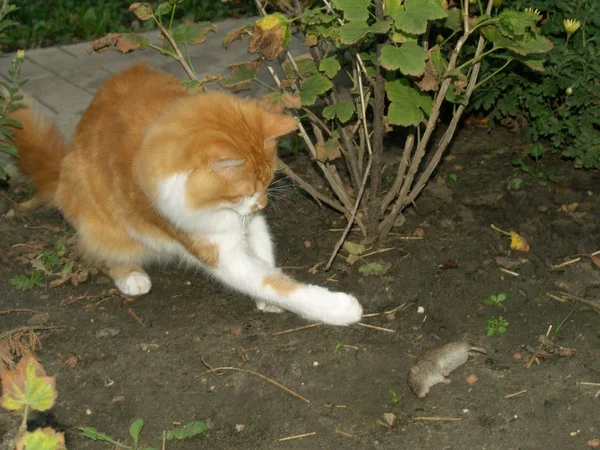 猫抓老鼠 — 图库照片