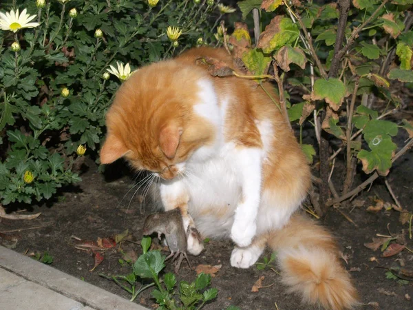 Kočka chytil myš — Stock fotografie