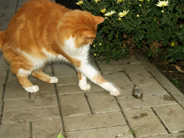 Katt fångade en mus — Stockfoto