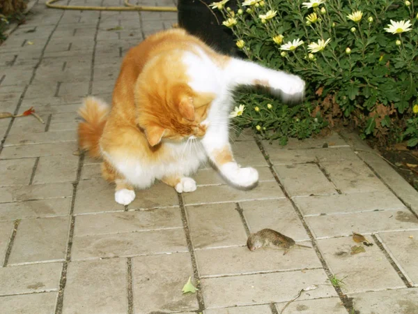 Katt fångade en mus — Stockfoto