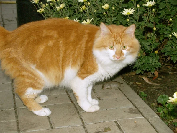 Gato atrapado un ratón — Foto de Stock