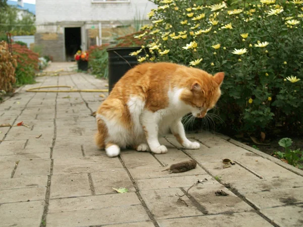 猫キャッチ マウス — ストック写真
