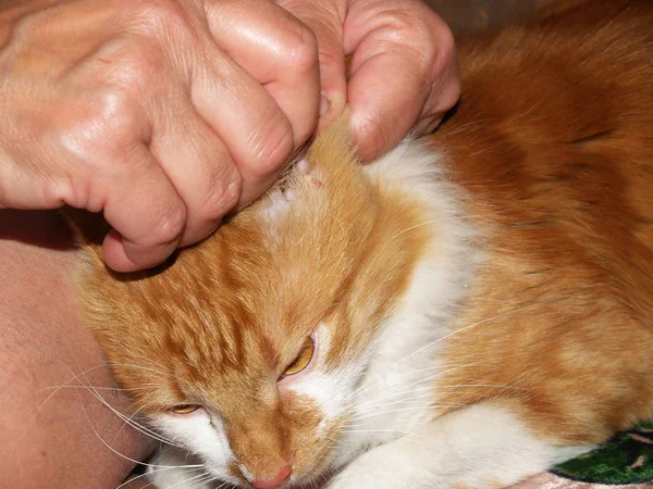 clean the ears of a domestic cat sticks for ears
