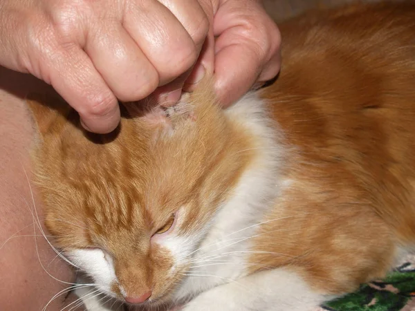 clean the ears of a domestic cat sticks for ears
