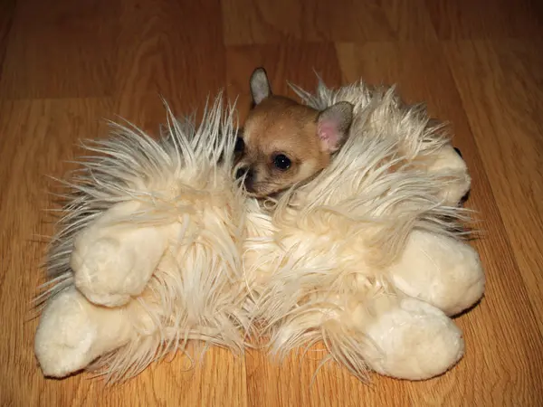 Чуахуа Самая Маленькая Собака Мире — стоковое фото