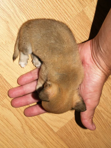 Chihuahua Perro Más Pequeño Del Mundo Cachorro Closeu — Foto de Stock