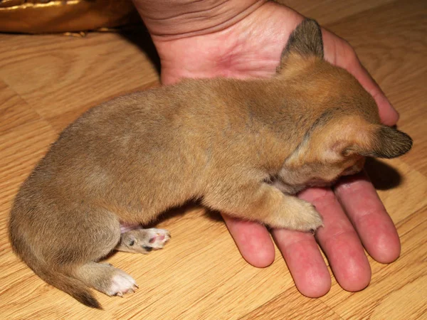Chihuahua Menor Cachorro Mundo Closeu — Fotografia de Stock
