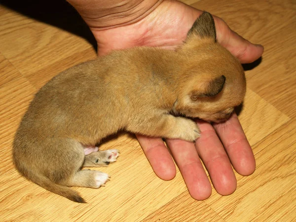 Chihuahua Menor Cachorro Mundo Closeu — Fotografia de Stock